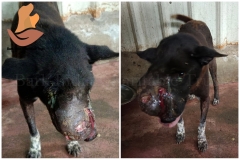 Picsart_22-10-12_10-01-35-4821