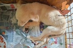 Picsart_22-10-16_09-16-28-2161