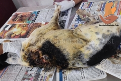 Picsart_22-10-17_09-23-54-3451