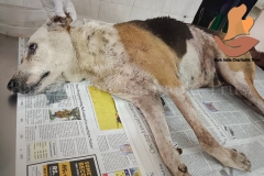 Picsart_22-10-19_09-28-27-4641