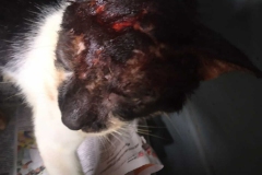 ed5c403b-a5e6-425c-88a8-bf6207f3bb8b