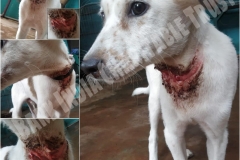 f9f7c219-1e67-4061-83a9-3f386468a242