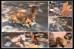 Bark India feeds stray animals