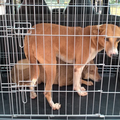 Dogs released after sterilization Dogs released after sterilization
