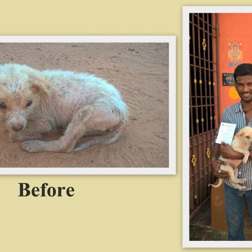 Adopted-Dogs Adoption