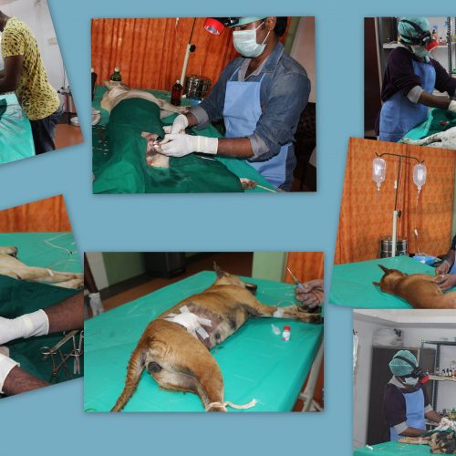 Jan-ABC Animal Birth Control Program – January 2016