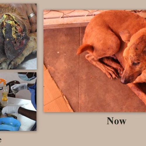 Success rescue story