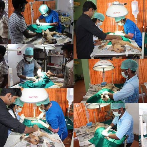 Animal Birth Control Program Update