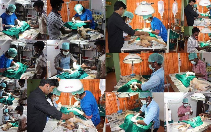 Animal Birth Control Program Update