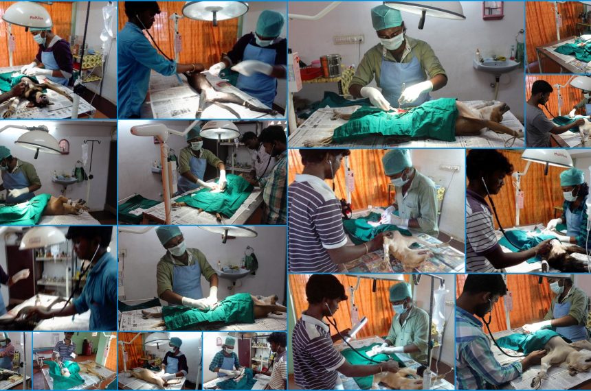 June ‘ 16 – sterilization program