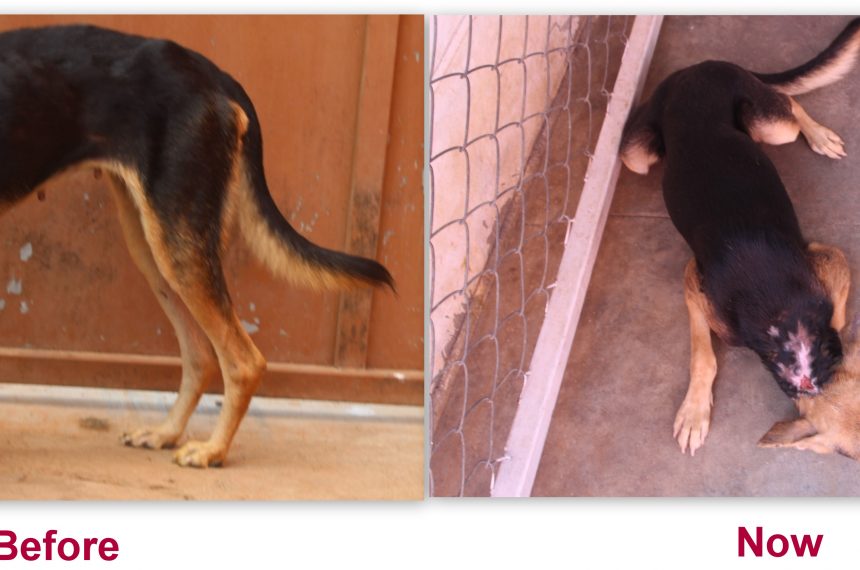 A story of a rescue dog