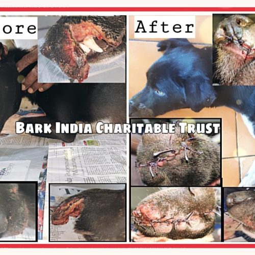 0cc4ab18-7ca6-46bf-828a-1abc6d24c14d (1) Street dog rescue from Navarkulam