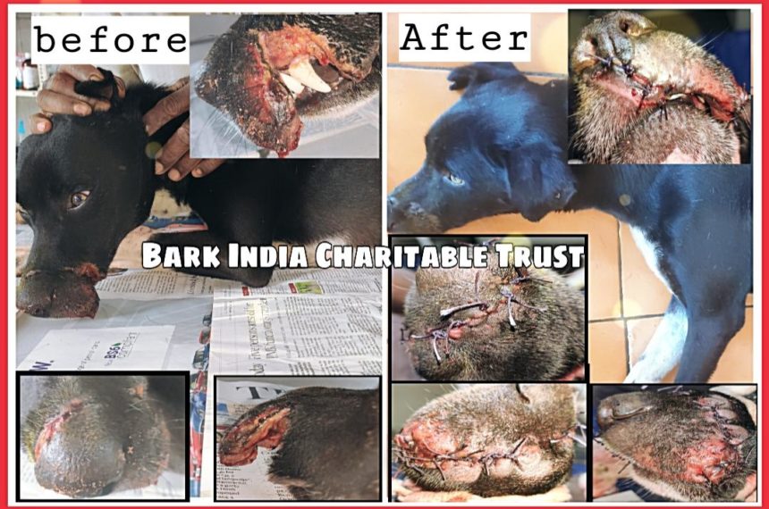 0cc4ab18-7ca6-46bf-828a-1abc6d24c14d (1) Street dog rescue from Navarkulam