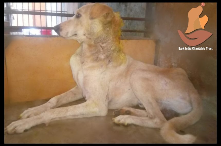 Maggot wound dog rescued- stray dog rescue