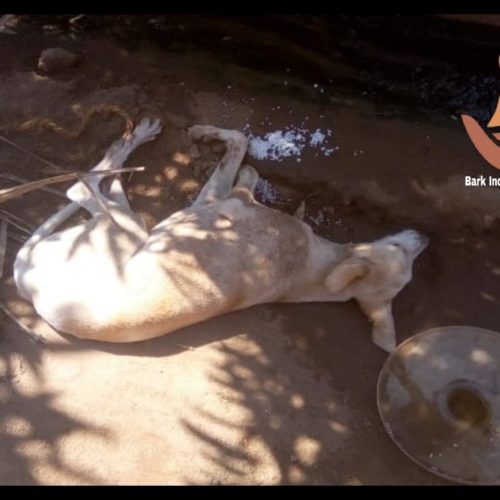 res 1 Street dog rescue during the lockdown of COVID19