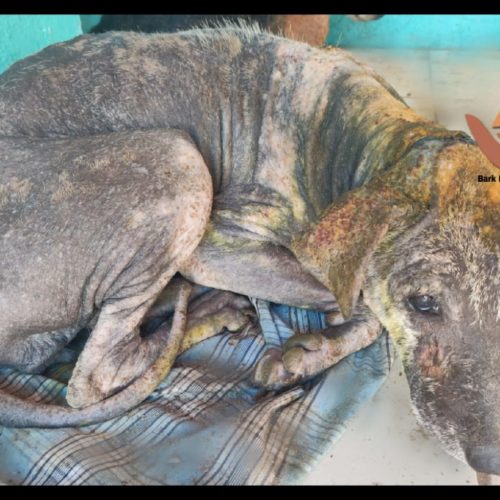 skin problem Street dog with skin problems and wound rescued