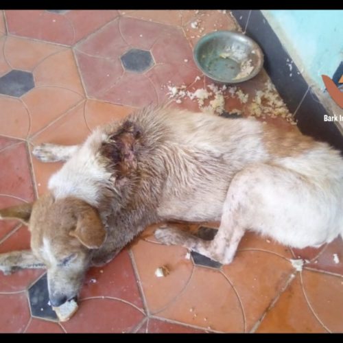 1 Wounded dog rescued- Stray dog rescue during COVID19