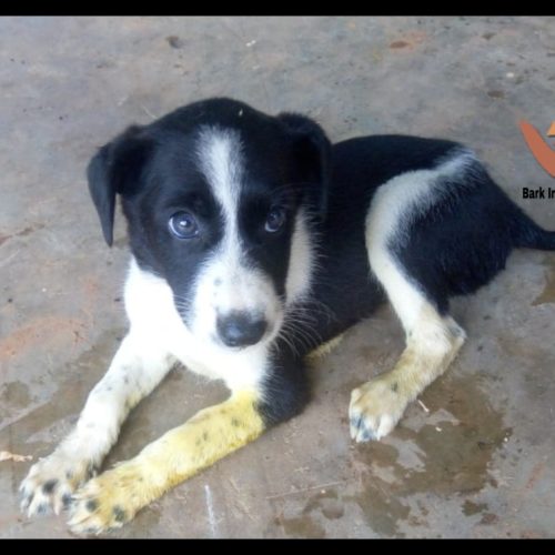 4 Puppy met with accident- Rescued