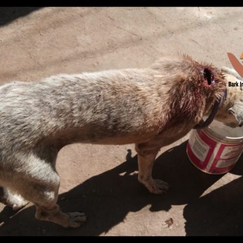 Maggot wound dog rescued