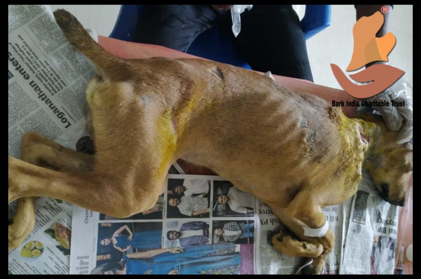 VK 2 Victim of human ill treatment – Wounded dog rescued