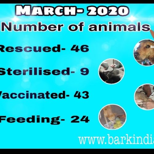 WhatsApp Image 2020-04-01 at 10.58.25 AM Animal welfare activities- March 2020