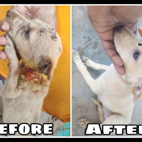pup Puppy before and after treatment