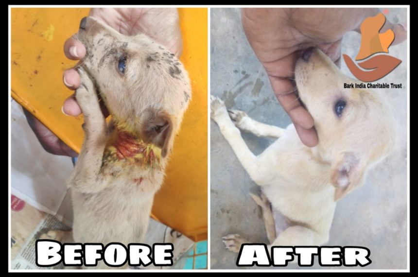 pup Puppy before and after treatment