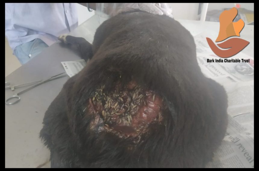 PIC 3 Maggoty street dog rescued