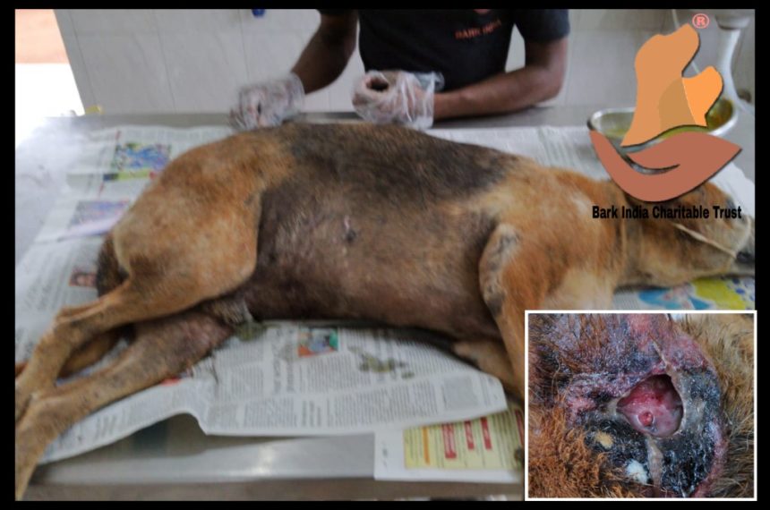 RI Head wound dog rescue in Pondicherry