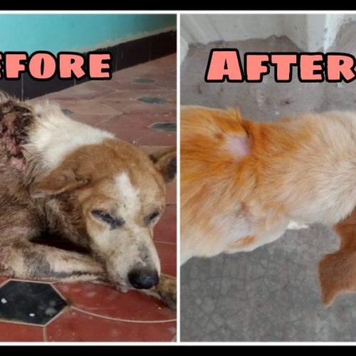 cp Rescued maggot wound dog- before and after treatment