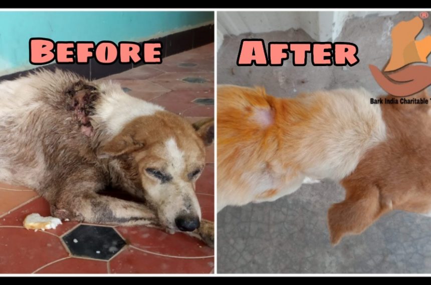 Rescued maggot wound dog- before and after treatment