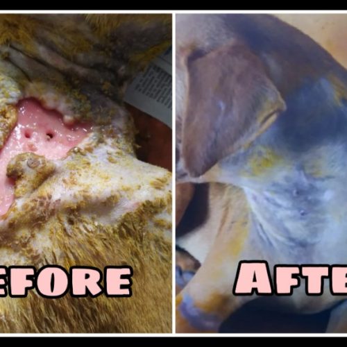 p1 Human Cruelty Victim Dog- Transformation and New Life