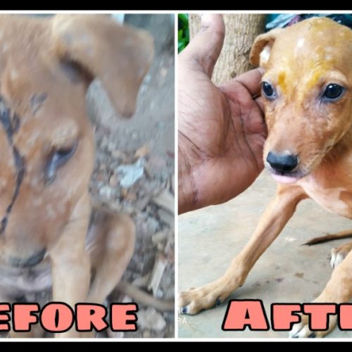 pup blog Wounded puppy transformation- Street dog rescue and treatment