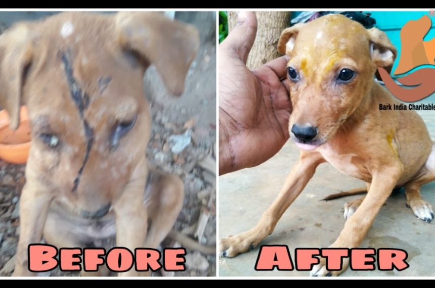 Wounded puppy transformation- Street dog rescue and treatment