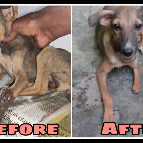 C1 Leg decayed Puppy recovery- Free veterinary treatment for strays