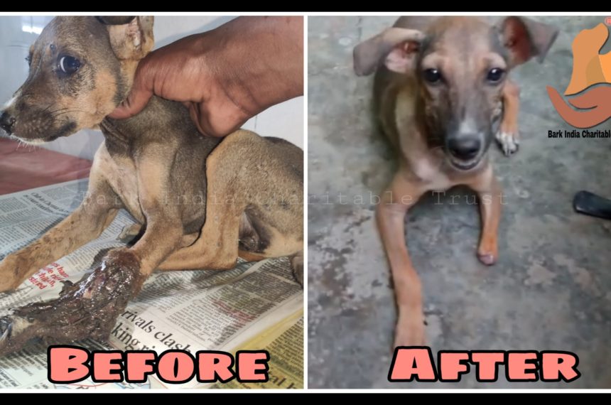 Leg decayed Puppy recovery- Free veterinary treatment for strays