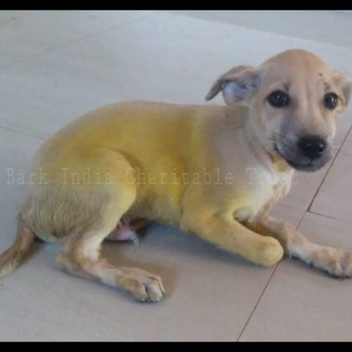 Puppy blog Please Be Careful while you Drive- Puppy rescued