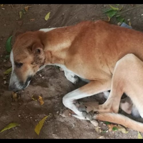 accident dog Stray dog met with accident rescued- Dog rescue in Pondicherry