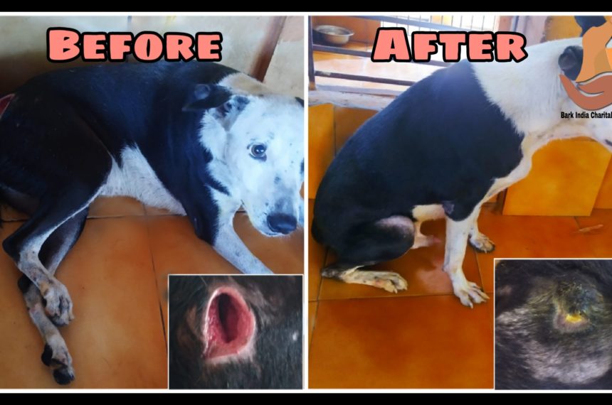 Human cruelty victim recovered Wounded street dog before and after treatment