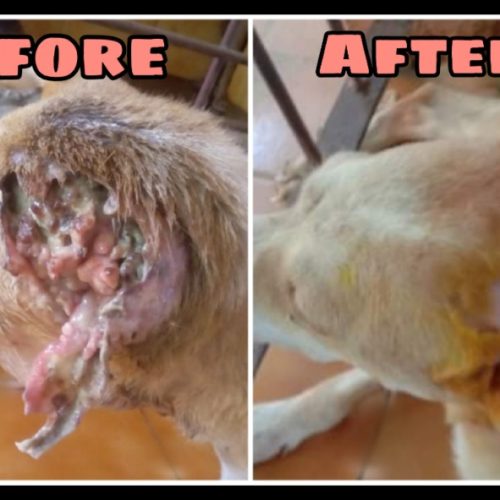 p1 Ear maggot wound-Street dog transformation