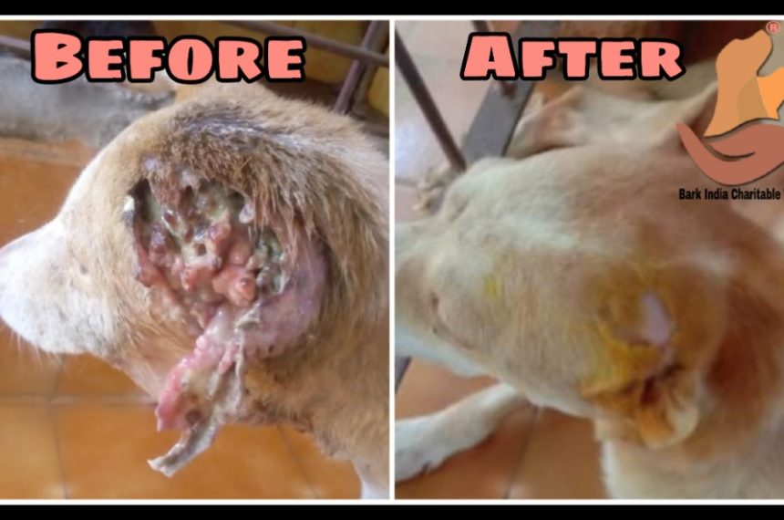 p1 Ear maggot wound-Street dog transformation