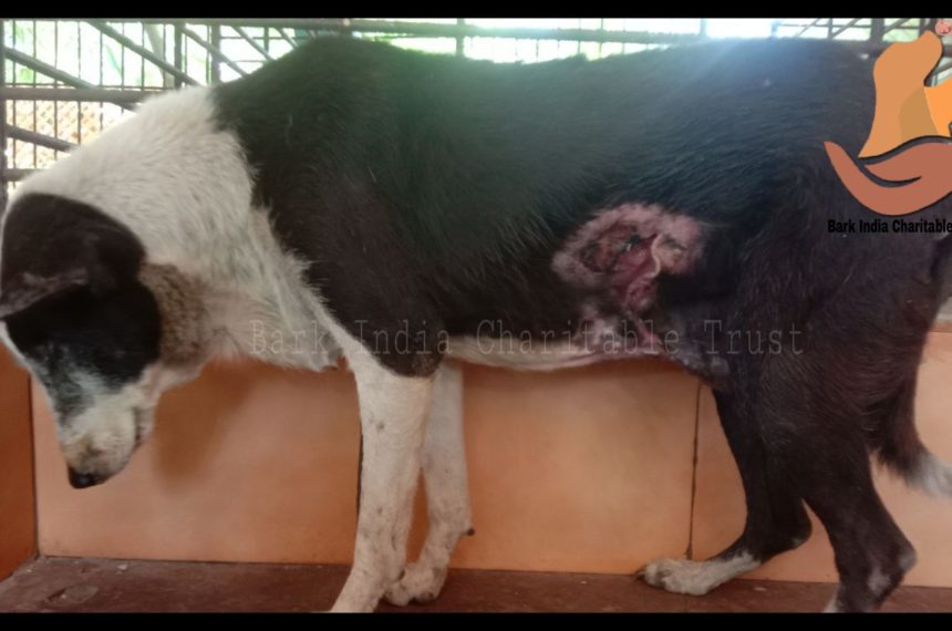 wounded dog rescue- Charity for animals