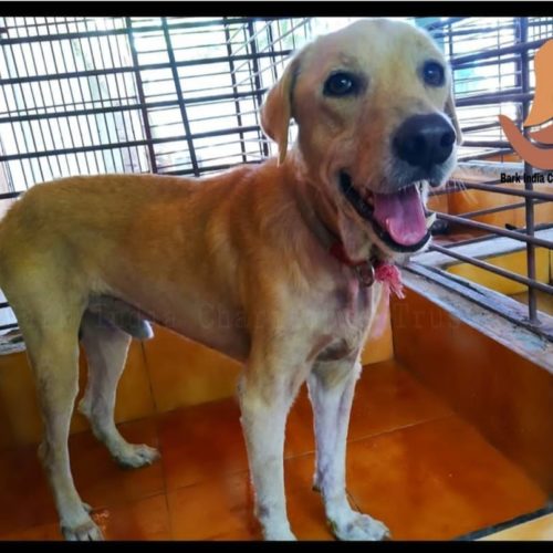 IMG_20200729_123559 Story of an abandoned dog- A Labrador says…