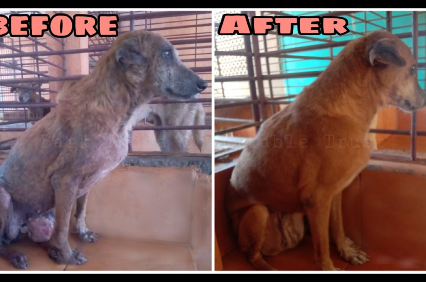 Tumor Dog Rescue, Treatment and Recovery- Veterinary hospital for street animals