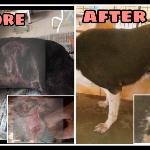 PicsArt_07-25-10.22.33 Stomach wound dog recovery- Veterinary hospital and Rescue Centre for strays