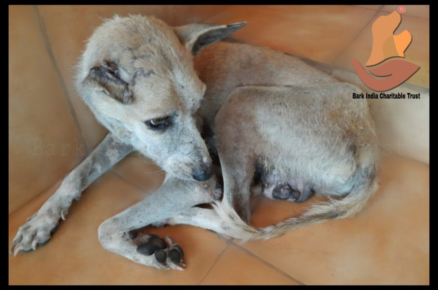 Transmissible Venereal Tumor affected stray dog rescue