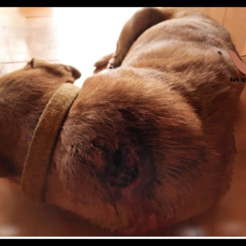 PicsArt_09-08-09.12.16 Dog with maggot wound neck -Dog rescue and Treatment- Charity for stray dogs