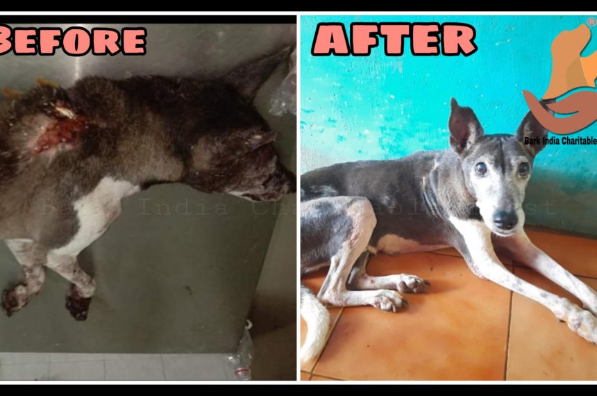 Human cruelty victim dog- Rescue, Treatment and Recovery- Animal Welfare Organisation