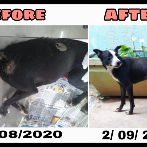 PicsArt_09-10-11.31.56 Rescued dog with CTVT and wounds- Recovery