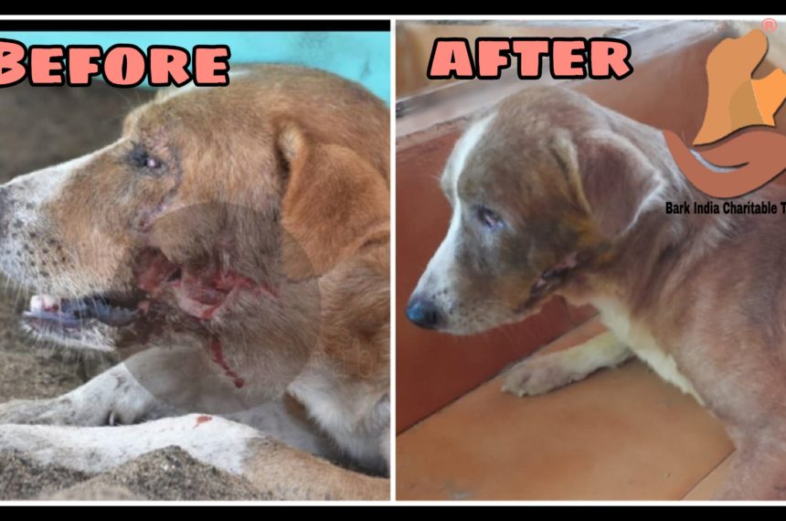 PicsArt_09-11-08.22.28 Dog rescue, treatment and release- NGO for animals in Pondicherry